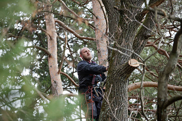 Best Tree Trimming and Pruning  in USA